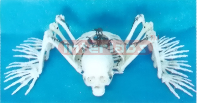 MIDDLE HUMAN SKELETON ARANOID MODEL HANGING STAND